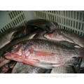 Frozen Black Nile Tilapia Ggs Wr Bulk 10Kg